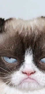 Grumpy Cat's iconic frown portrait on wallpaper.