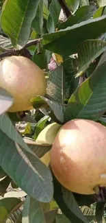 Mobile wallpaper featuring guavas and vibrant green leaves.