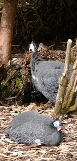 Guinea fowls resting in a woodland area, surrounded by nature.