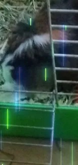 Guinea pig resting in cage with colorful lights.