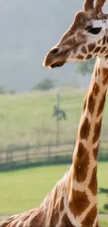 Hair Giraffe Head Live Wallpaper