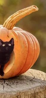 Black cat inside a carved pumpkin on a tree stump, Halloween wallpaper.