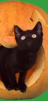 Black cat sitting inside a carved pumpkin on a green background.