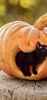 Black cat in a carved pumpkin on rustic wood for Halloween.