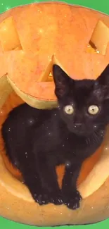 Black cat inside a carved pumpkin for Halloween on a green background.