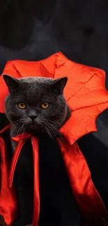 Gray cat dressed as a vampire with an orange cloak embellishment.