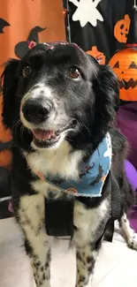 Black dog with Halloween pumpkins and bats background.