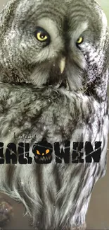 Majestic gray owl with yellow eyes and Halloween text on mobile wallpaper.