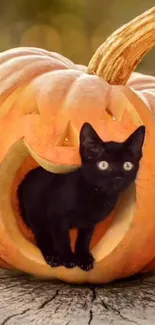 Black cat inside a carved pumpkin for Halloween wallpaper.