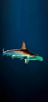 Hammerhead shark swimming in deep ocean.