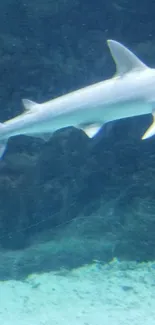 Mobile wallpaper of a hammerhead shark swimming in deep blue ocean waters.