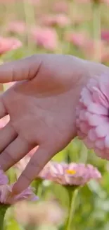 A gentle hand touches vibrant pink blossoms in a serene floral field.