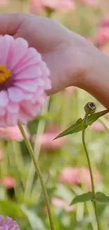 A hand gently holds a pink flower in a lush green garden, evoking serenity.