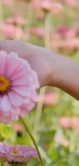 A hand gently holds a vibrant pink flower in a lush garden setting.