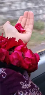 Hand holding vibrant red rose petals in a natural setting.