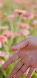 Hand gently touches blooming pink flowers in a serene garden.