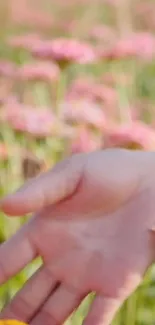 Hand reaching into a field of pink flowers, capturing a serene moment.