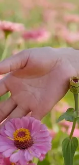 A hand gently touching pink flowers in a lush, sunlit meadow.