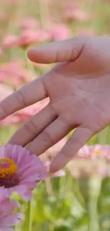 A hand gently touches vibrant pink flowers in a serene field setting.