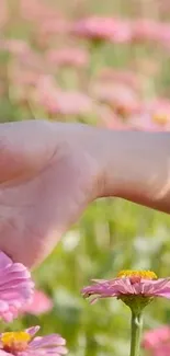 Hand gently touching vibrant pink flowers in a serene field.