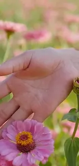 Hand gently touching pink flowers