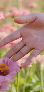 Hand gently touching pink flowers in a serene natural setting.