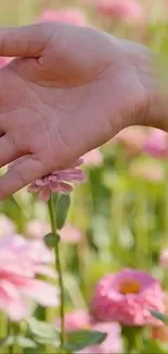 A hand gently touches pink flowers in a vibrant field.