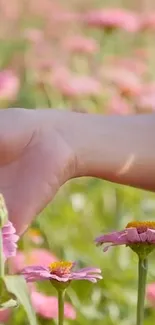 A hand gently touches vibrant pink flowers in a sunny field.