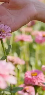 A hand gently touching vibrant pink flowers in a lush green garden.