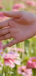 Hand touching vibrant pink flowers in a lush green field.