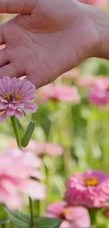 Hand gently touching pink flowers in a garden.