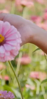 Hand holding a pink daisy in a flower field.