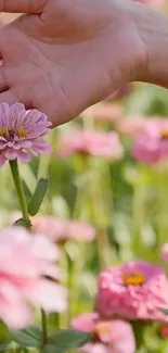 Hand gently touching pink flowers in a garden setting.