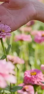 Hand gently touches pink flowers in a sunlit field, creating a serene mobile wallpaper.