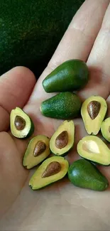 A handful of mini avocados on a backdrop, showcasing vibrant green hues.