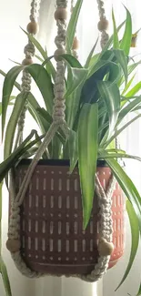 Hanging plant in sunlight with green leaves in a woven basket.