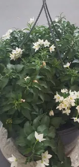 Lush hanging plant with white flowers.