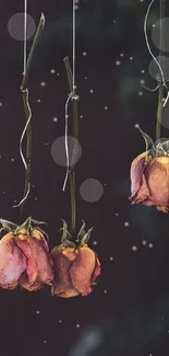 Moody mobile wallpaper with hanging dried roses on a dark background.