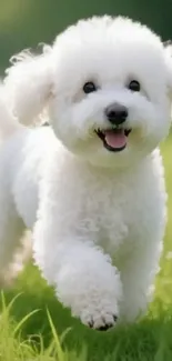 Cute Bichon Frise dog smiling in a green field.