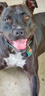 Happy black dog with collar on concrete.