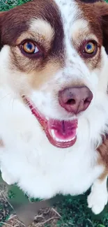 Happy brown and white dog looking up on grass background.