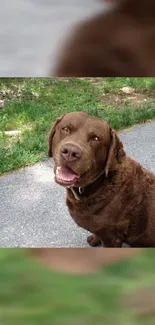 Happy chocolate Labrador on natural outdoor path.