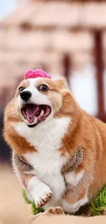 Playful corgi at the beach with pink bow and green grass skirt.