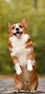 Joyful Corgi standing in a natural setting with green background.