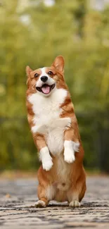 Cute Corgi standing joyfully outdoors with a lush green background.
