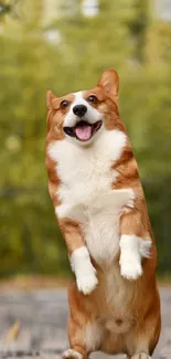 Corgi standing joyfully in a forest background.