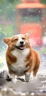 Smiling corgi walking on rain-soaked train tracks.