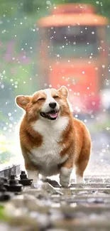 Corgi joyfully walking on train tracks in the rain.