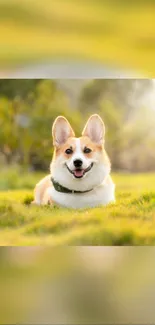 Corgi dog smiling in a sunny, green field.