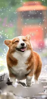 Corgi enjoying rain on train track with blurred train in background.